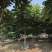 2412苗圃供应全冠麻楝树8-15cm假植苗园林
