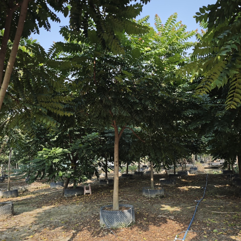 2412苗圃供应全冠麻楝树8-15cm假植苗园林