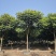 2412苗圃供应全冠麻楝树8-15cm假植苗园林