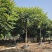 2412苗圃供应全冠麻楝树8-15cm假植苗园林