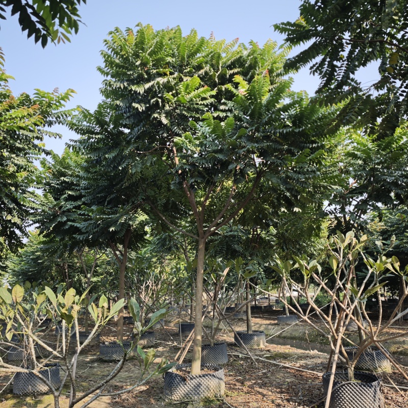 2412苗圃供应全冠麻楝树8-15cm假植苗园林