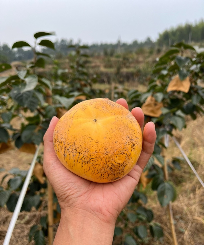太秋甜柿苗/小果甜柿砧木嫁接/柿子苗现挖品种对版放心苗