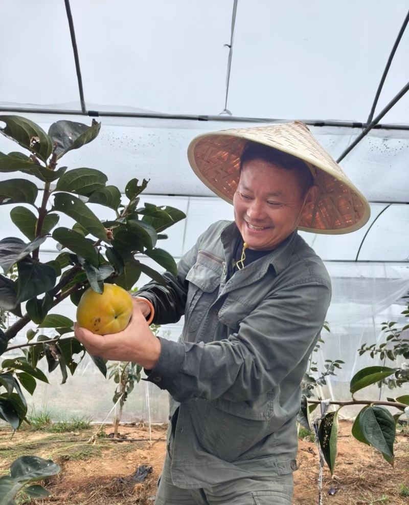 太秋甜柿苗/小果甜柿砧木嫁接/柿子苗现挖品种对版放心苗
