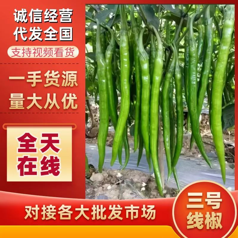 海花红美人椒湛江产地直供货源充足现摘现发红辣椒专业