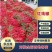 海花红美人椒湛江产地直供货源充足现摘现发红辣椒专业