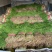 【质量好！】邯郸茴香、荤香、产地直发、30公分一手货源