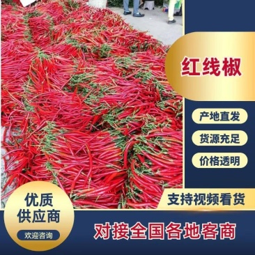 全红线椒新苗上市三号线椒全国发货诚信商家专业红辣椒