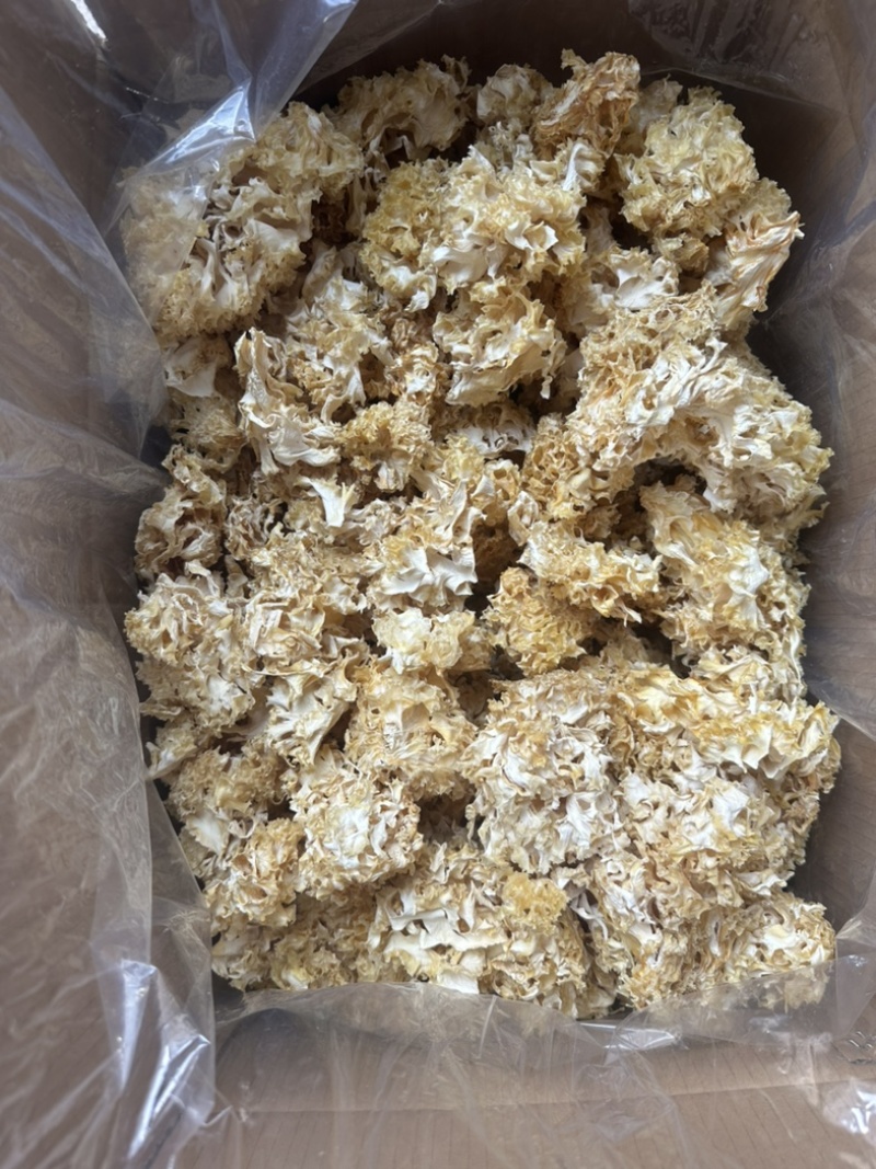供应酒店食材素食食材阳光蘑菇绣球菌干品一级货源头直供