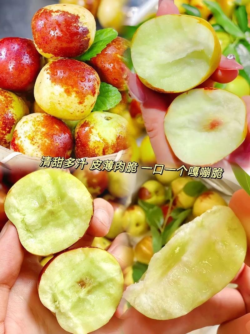 【精选】冬枣现货超脆超甜，对接各大电商平台支持一件代发