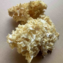 中国食用菌之都古田食用菌批发绣球菌干品大量现货供应一级