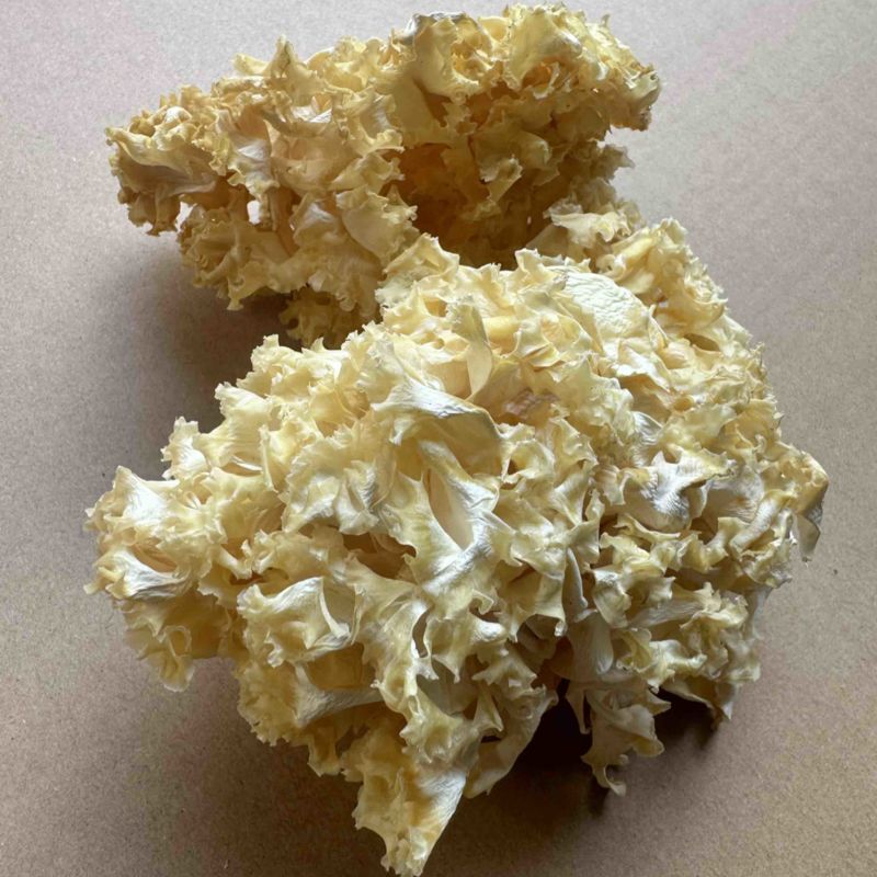 中国食用菌之都古田食用菌批发绣球菌干品大量现货供应一级