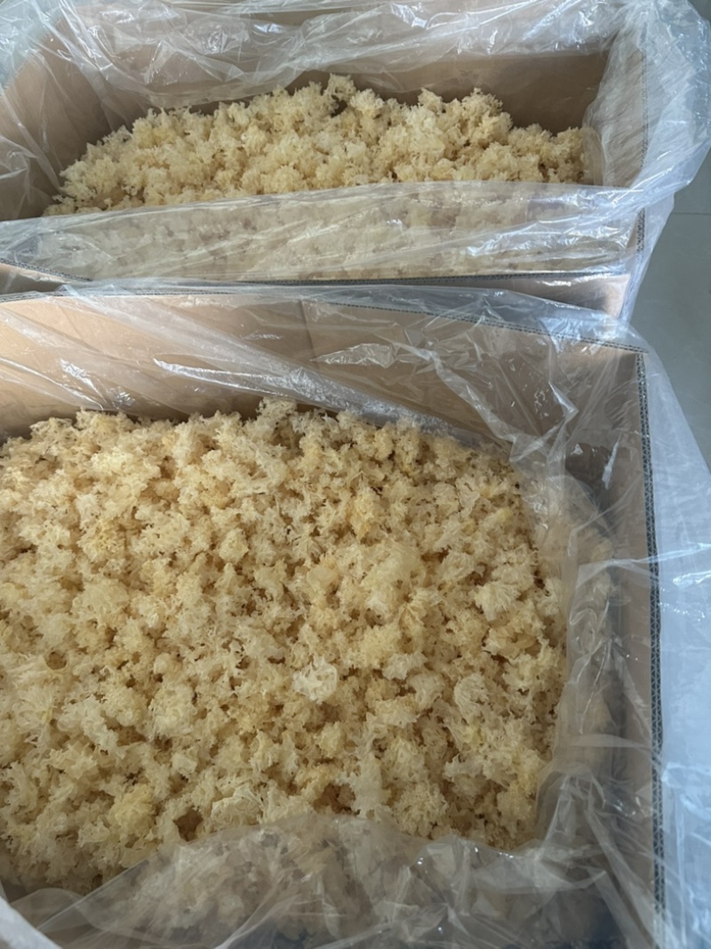 食用菌之都产地直销无根小银耳椴木小银耳银耳花白木耳易出胶