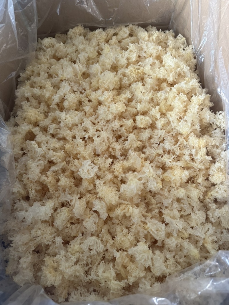 食用菌之都产地直销无根小银耳椴木小银耳银耳花白木耳易出胶