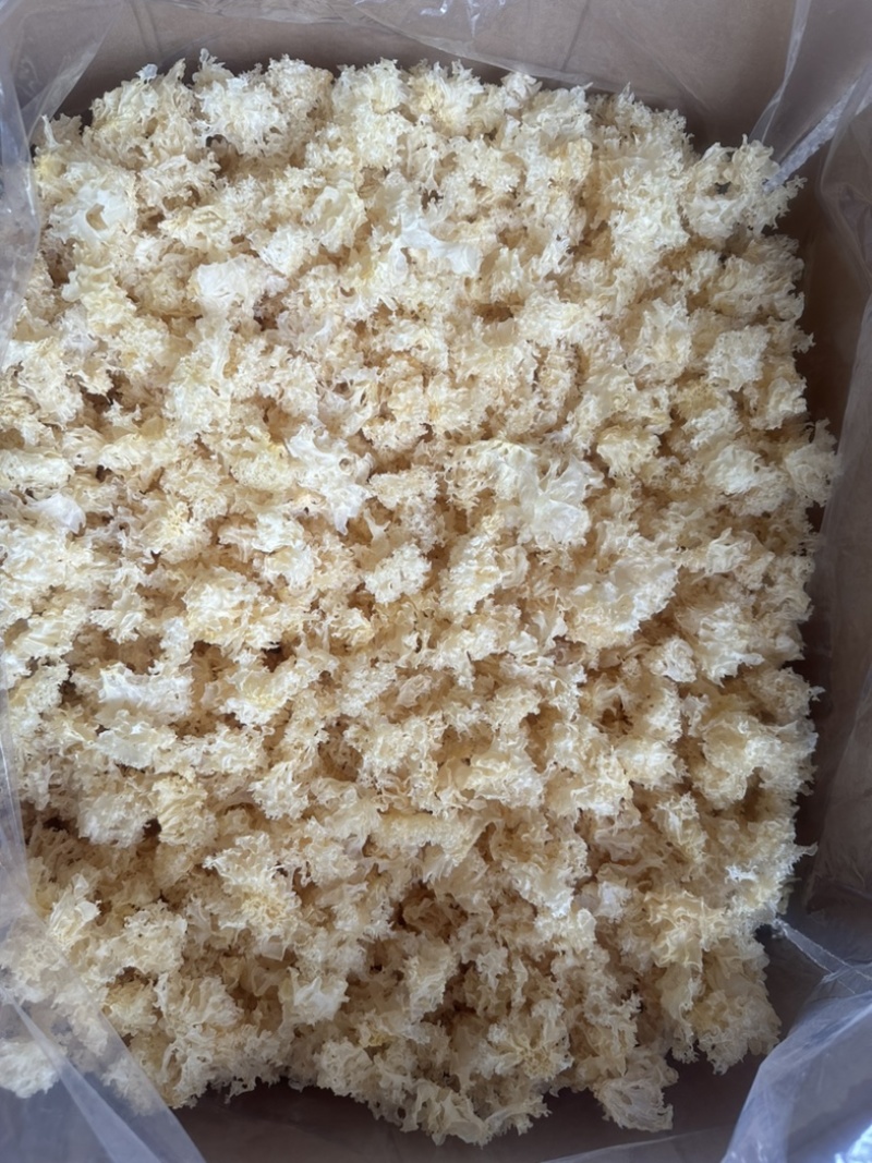 食用菌之都产地直销无根小银耳椴木小银耳银耳花白木耳易出胶