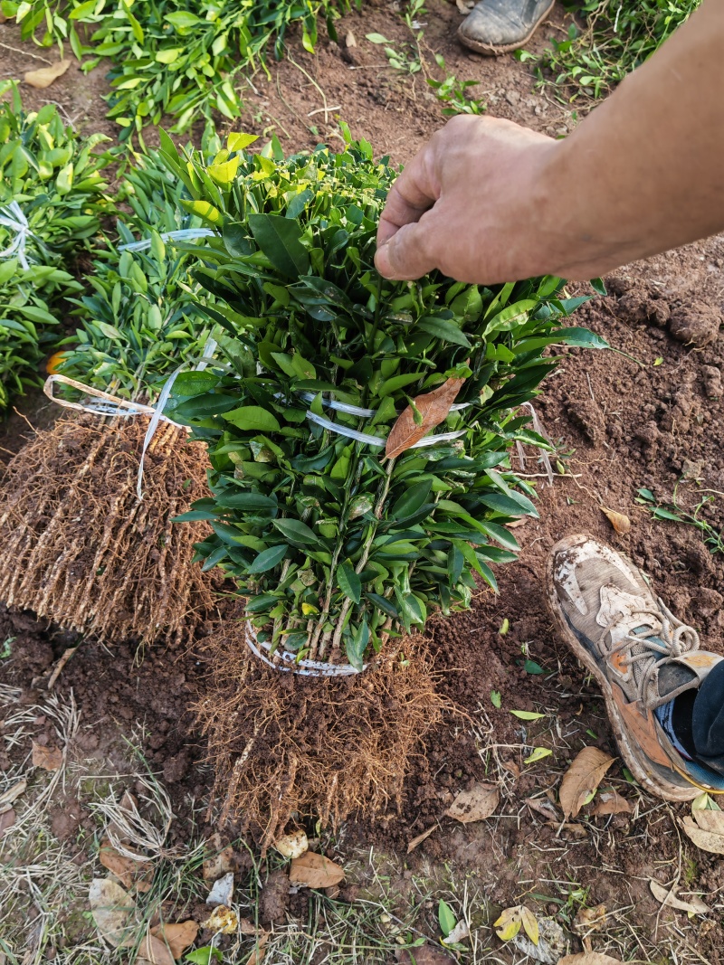 香橙苗小叶软枝香橙苗嫁接柑橘砧木实生苗资阳小叶软枝香橙苗