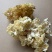 中国食用菌之都古田食用菌批发绣球菌干品大量现货供应一级