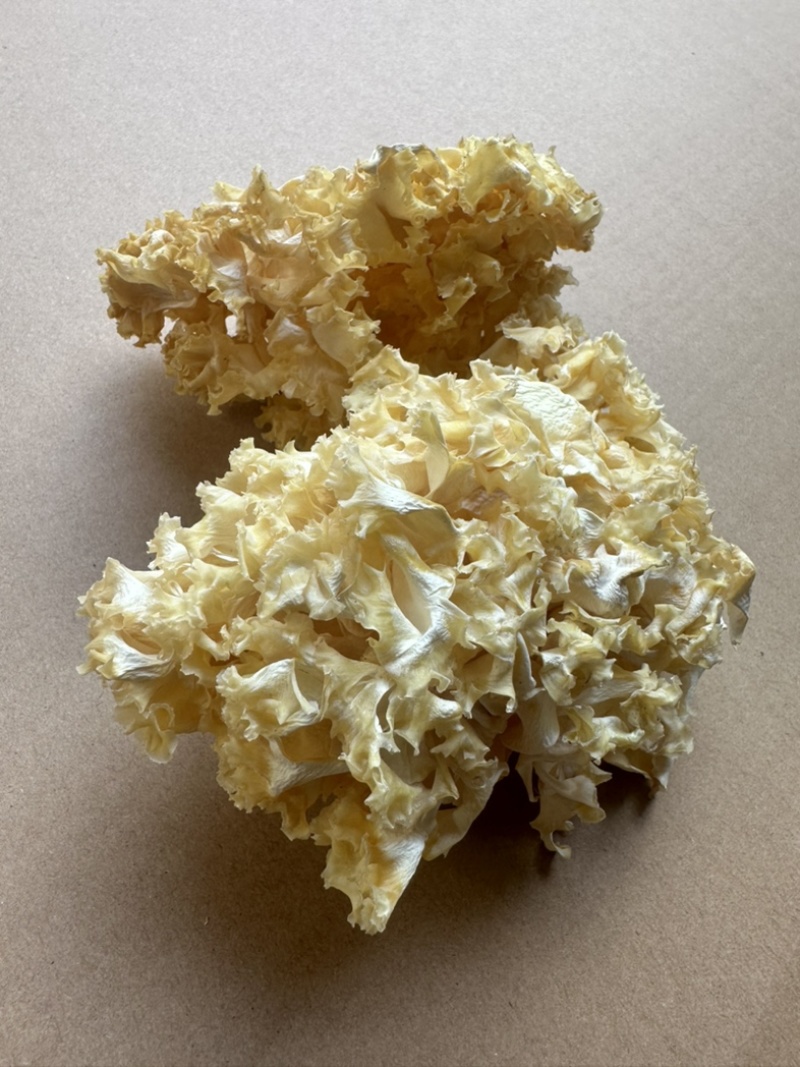 中国食用菌之都古田食用菌批发绣球菌干品大量现货供应一级