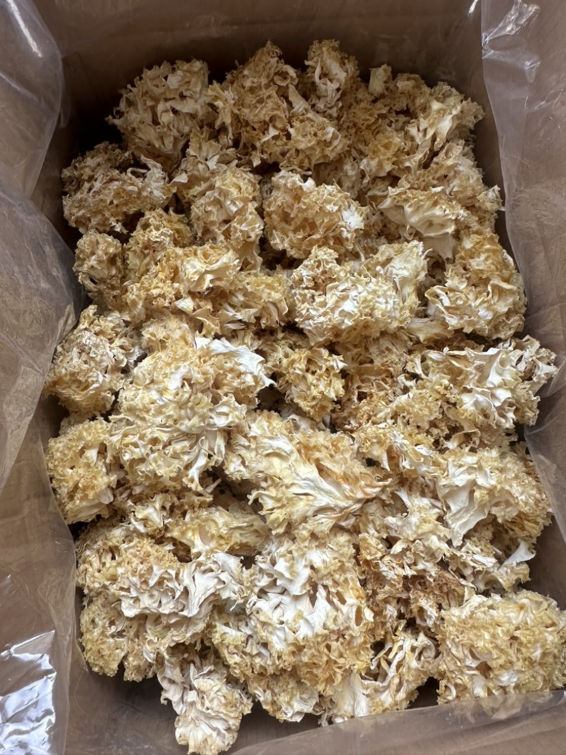 中国食用菌之都古田食用菌批发绣球菌干品大量现货供应一级