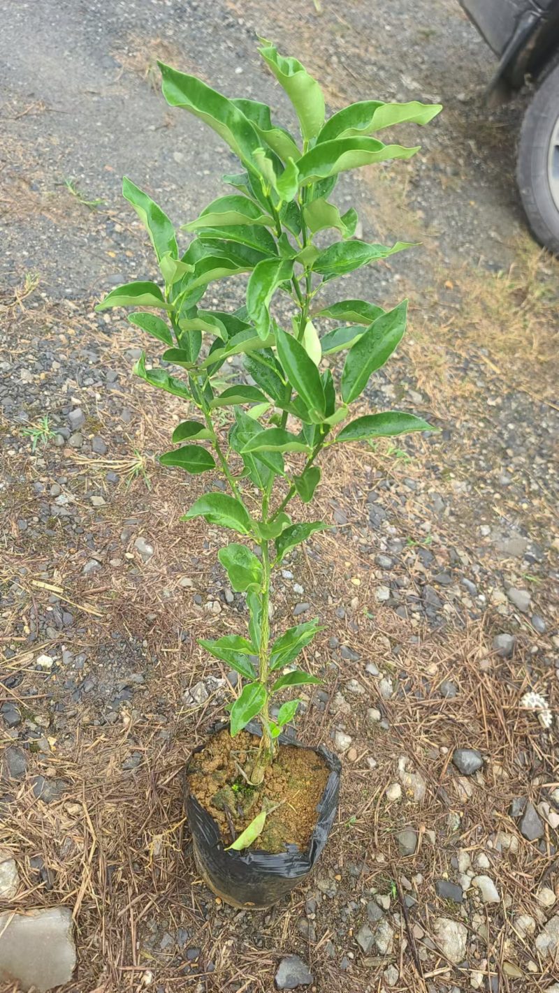 第四代大叶滑皮金桔杯苗--3年杯苗（带果发货）