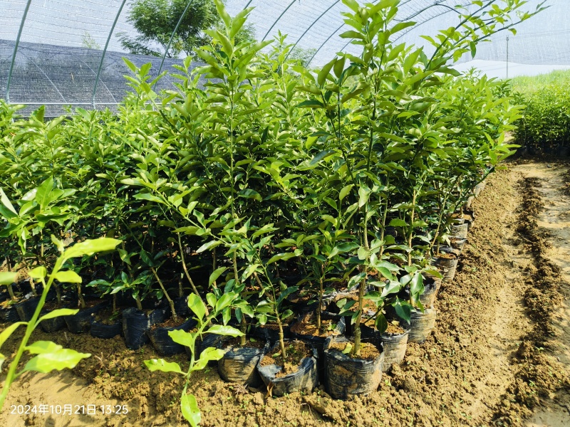 第四代大叶滑皮金桔杯苗--3年杯苗（带果发货）