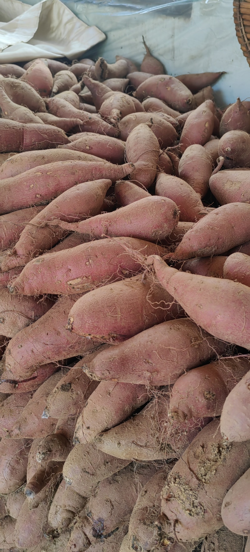 山东板栗薯