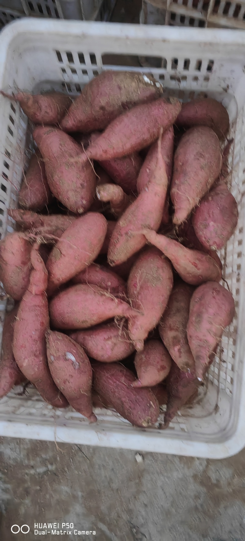 山东板栗薯