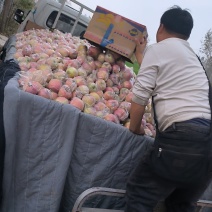 河南省商丘市虞城县红富士苹果
