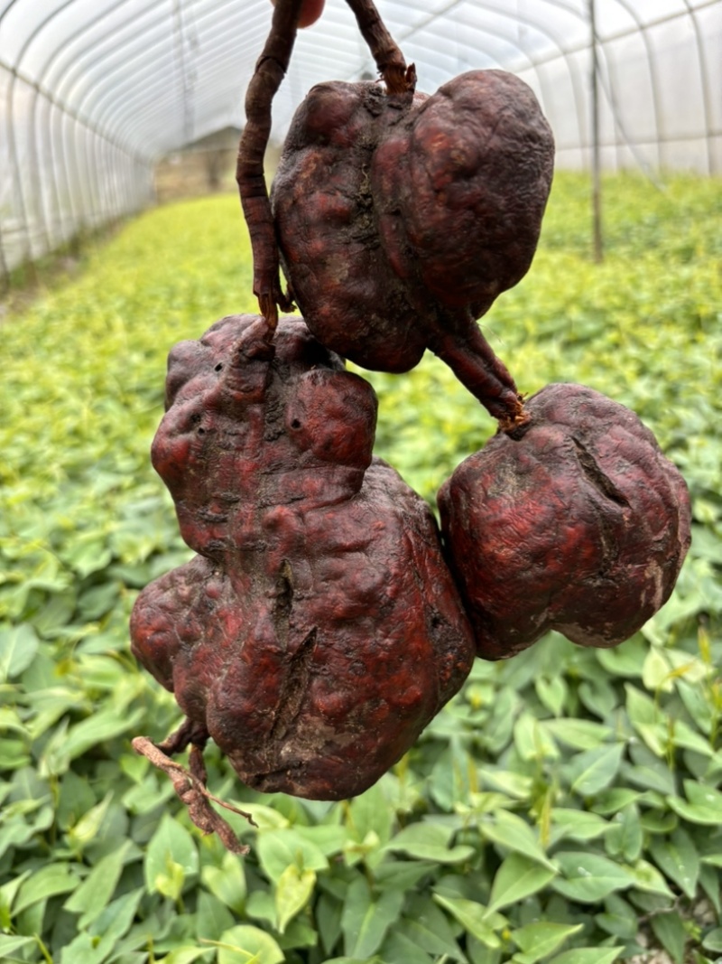 何首乌种苗一个星期可以出芽