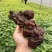 何首乌种苗一个星期可以出芽