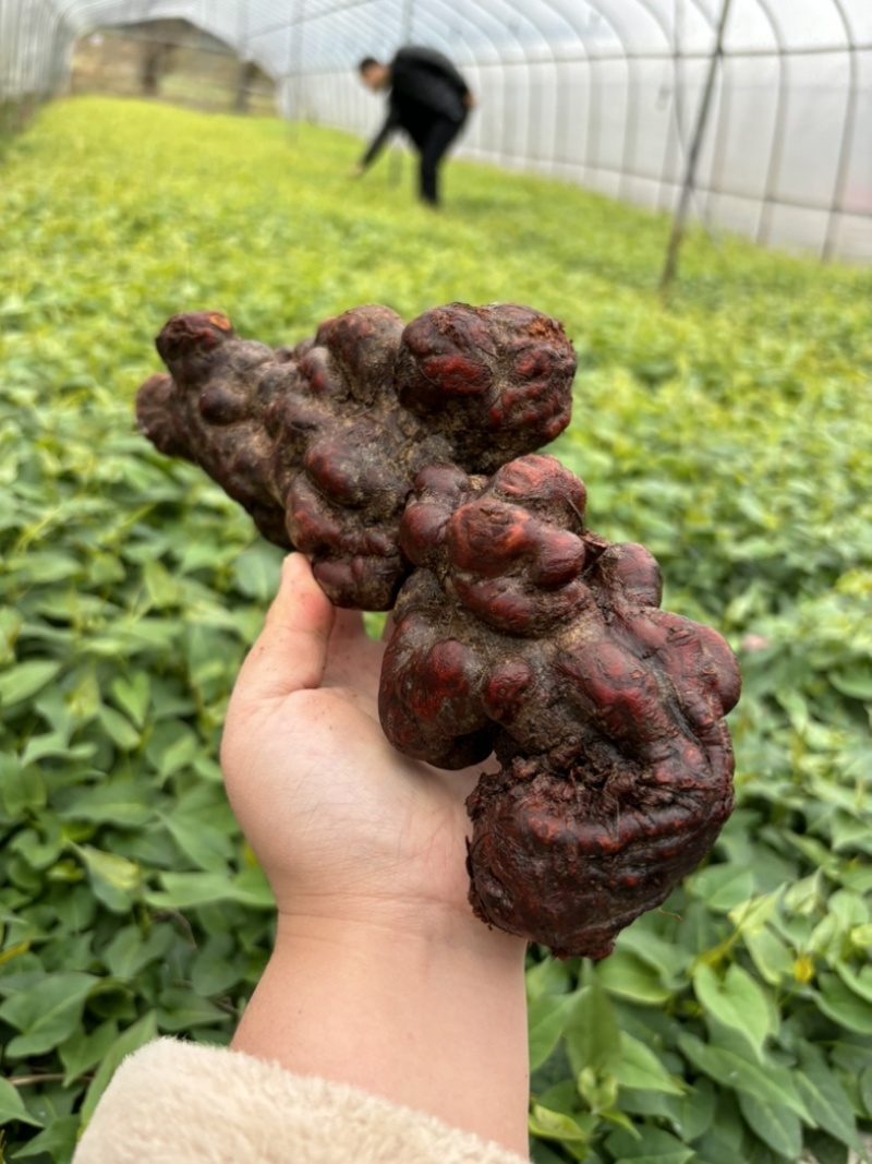 何首乌种苗一个星期可以出芽