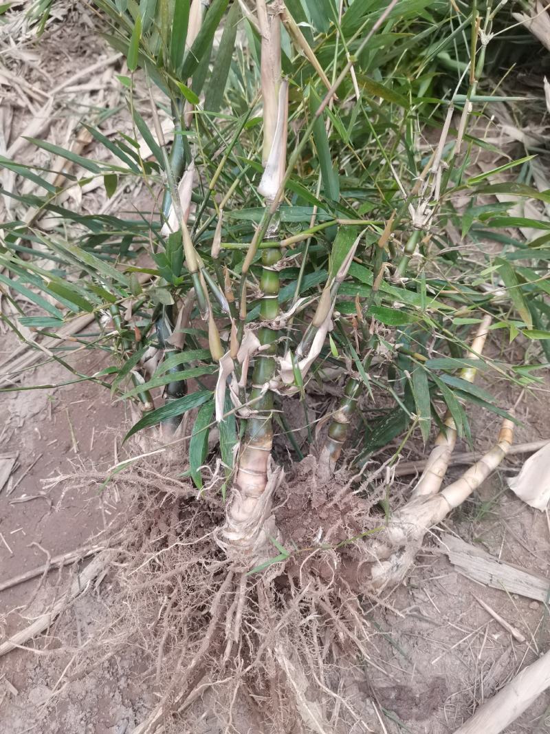 翡翠佛肚竹