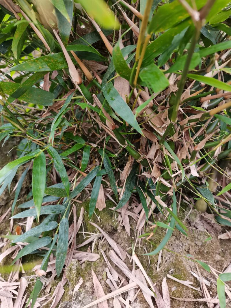 翡翠佛肚竹