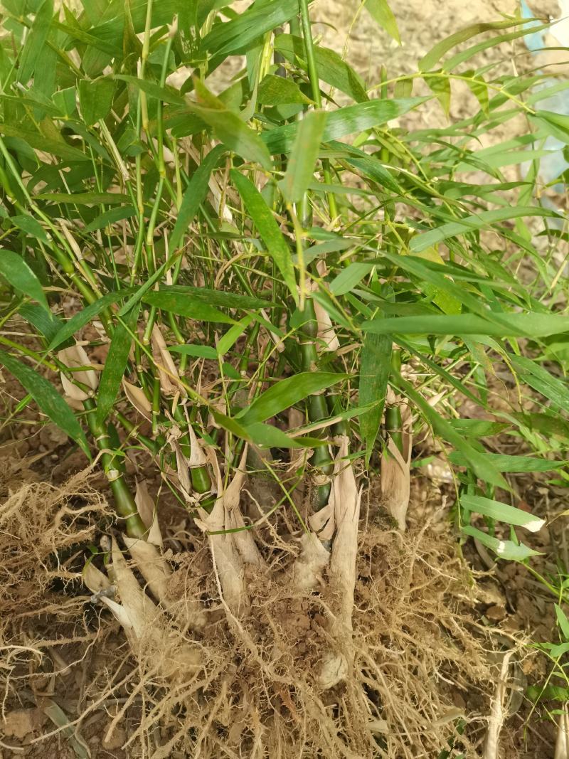 翡翠佛肚竹