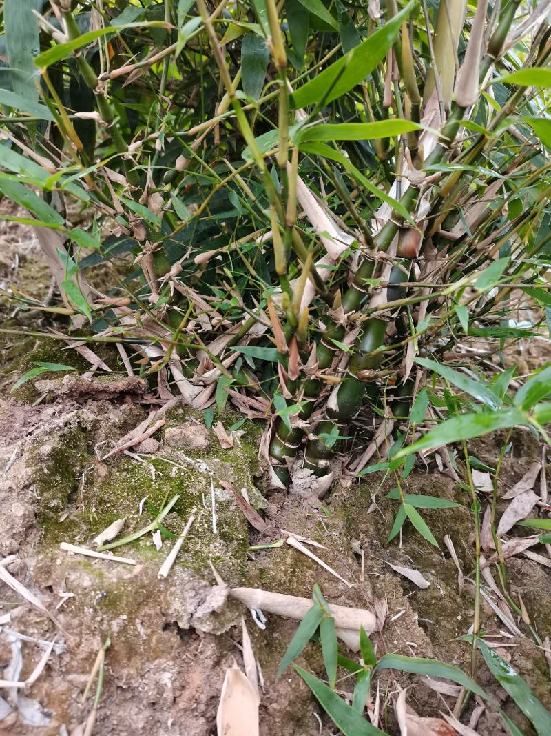 翡翠佛肚竹