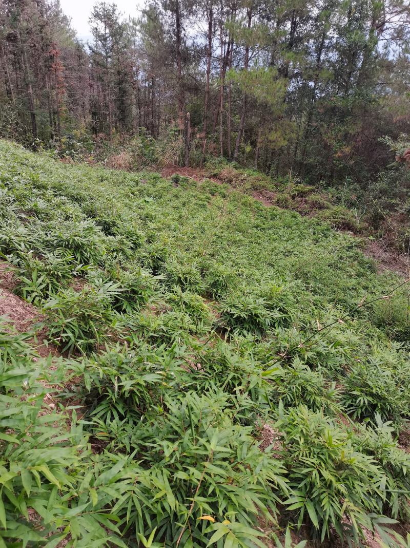 翡翠佛肚竹