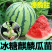 嫁接西瓜苗直根西瓜苗美都甜王8424麒麟红玉2k礼品瓜