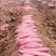秦薯五号板栗红薯苗15~25cm