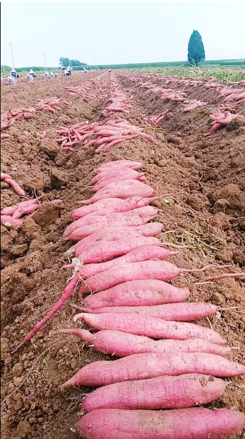 秦薯五号板栗红薯苗15~25cm