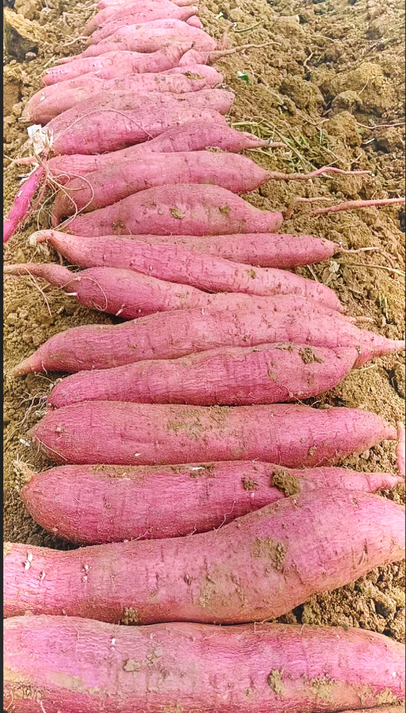 秦薯五号板栗红薯苗15~25cm