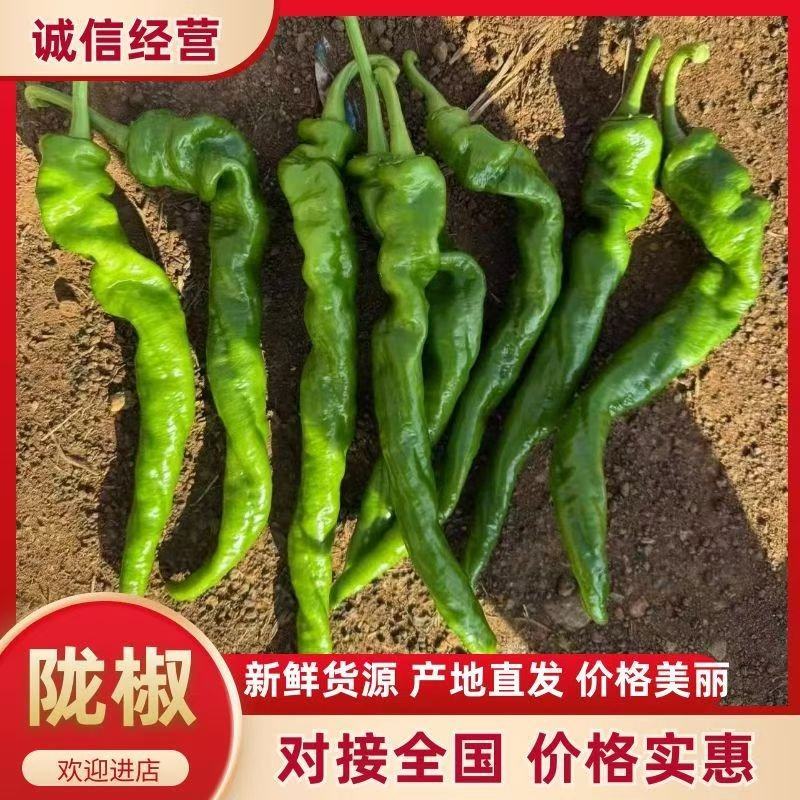 陇椒螺纹椒螺丝椒品种齐全货源充足质量可靠诚信代办