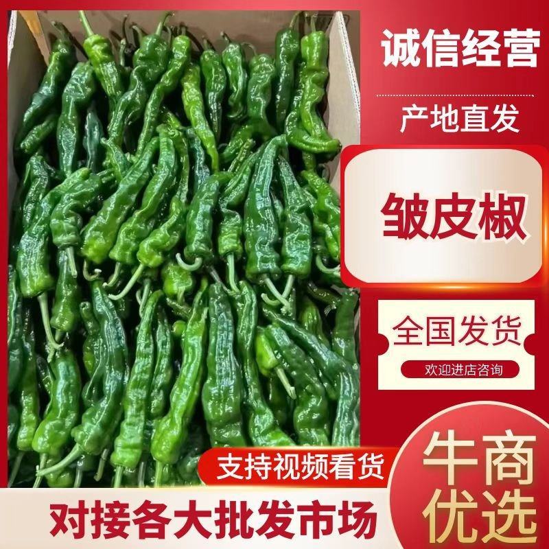 小皱皮辣椒小皱泡椒，广东湛江产多个品种货源丰富现摘