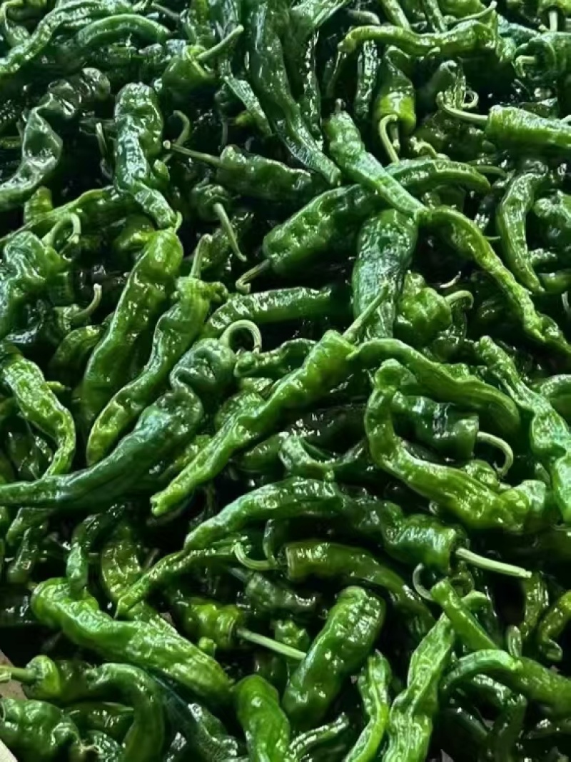 小皱皮辣椒小皱泡椒，广东湛江产多个品种货源丰富现摘