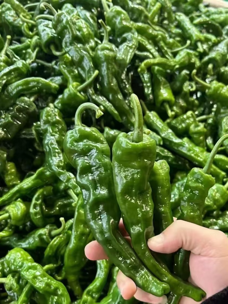 小皱皮辣椒小皱泡椒，广东湛江产多个品种货源丰富现摘