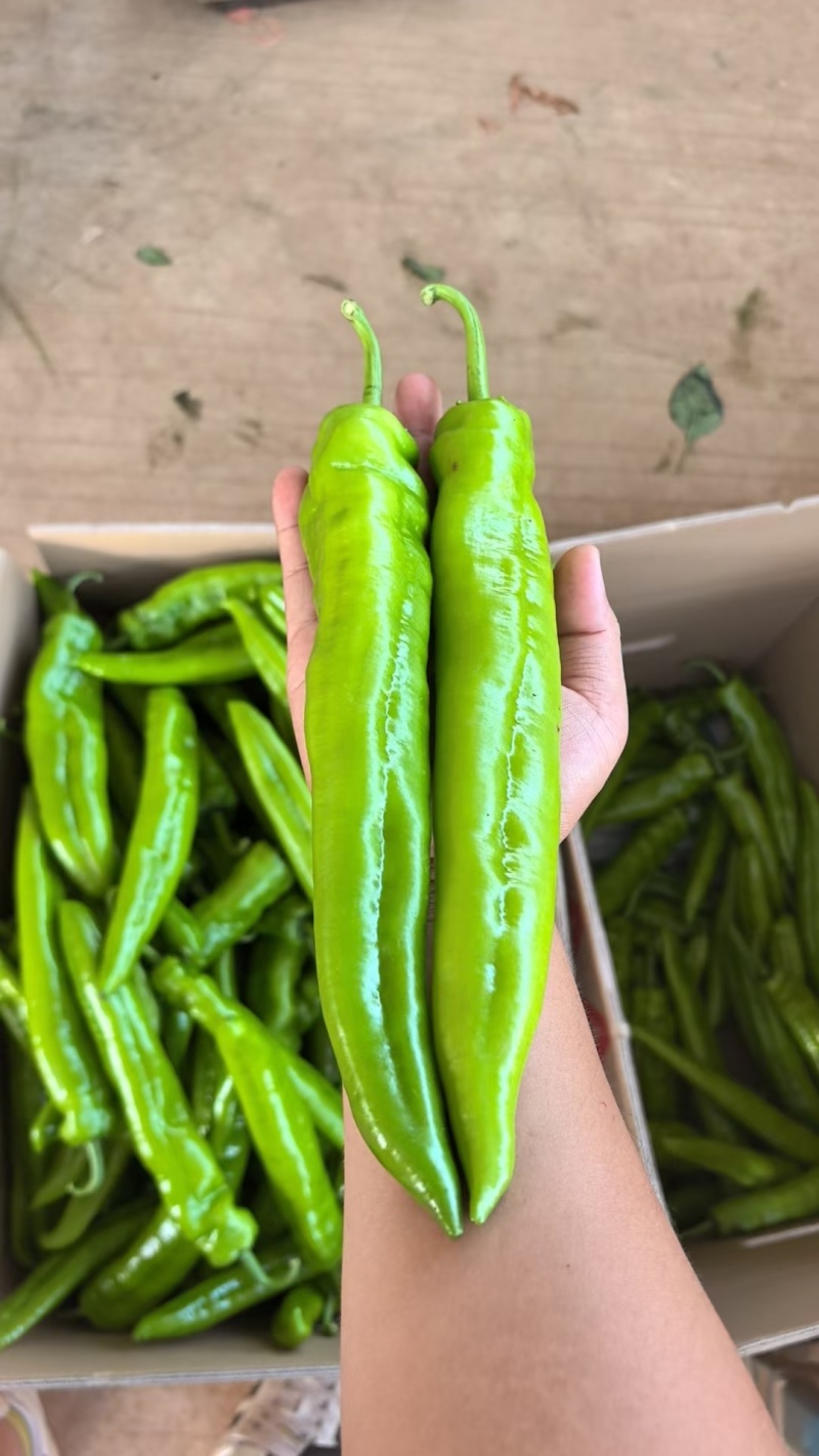 小皱皮辣椒小皱泡椒，广东湛江产多个品种货源丰富现摘