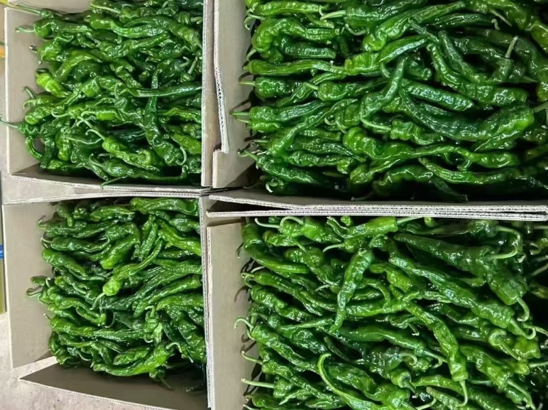 小皱皮辣椒小皱泡椒，广东湛江产多个品种货源丰富现摘