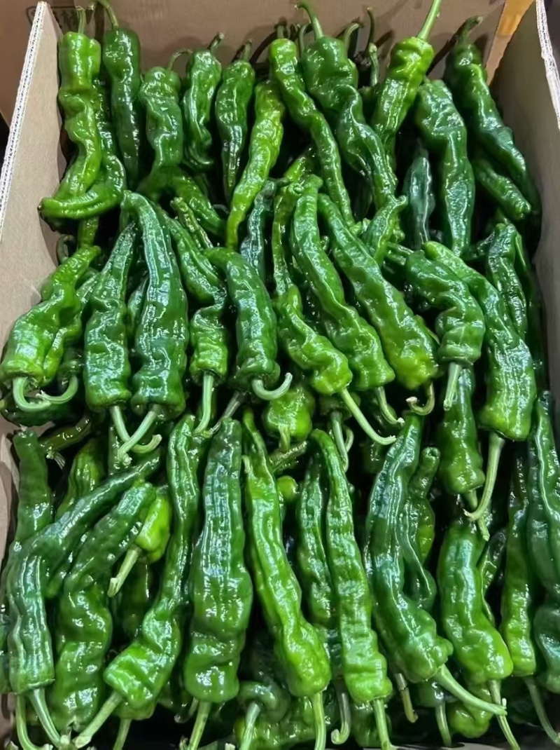小皱皮辣椒小皱泡椒，广东湛江产多个品种货源丰富现摘
