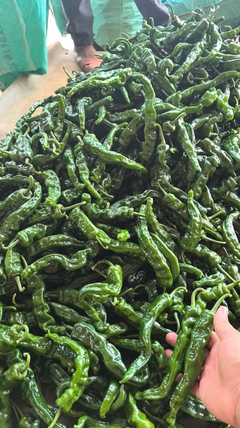 小皱皮辣椒小皱泡椒，广东湛江产多个品种货源丰富现摘