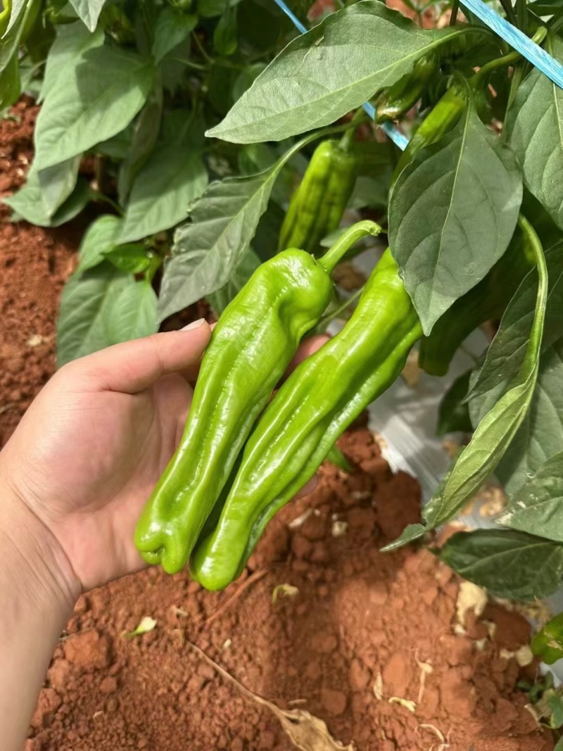 小皱皮辣椒小皱泡椒，广东湛江产多个品种货源丰富现摘