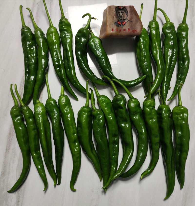 小皱皮辣椒小皱泡椒，广东湛江产多个品种货源丰富现摘