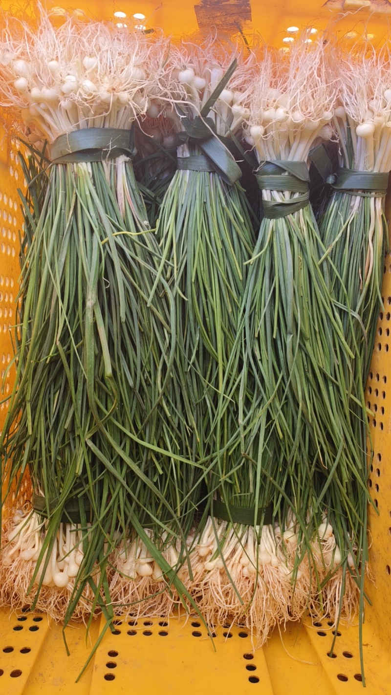 野菜，野葱，沙葱。山地纯野生的，春天的味道，大自然的恩赐